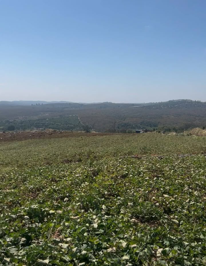 Đất nền 25ha tại xã Đắk Rtih, Tuy Đức - Giá chỉ 1.4 tỷ/ha, phù hợp trồng cây ăn trái!