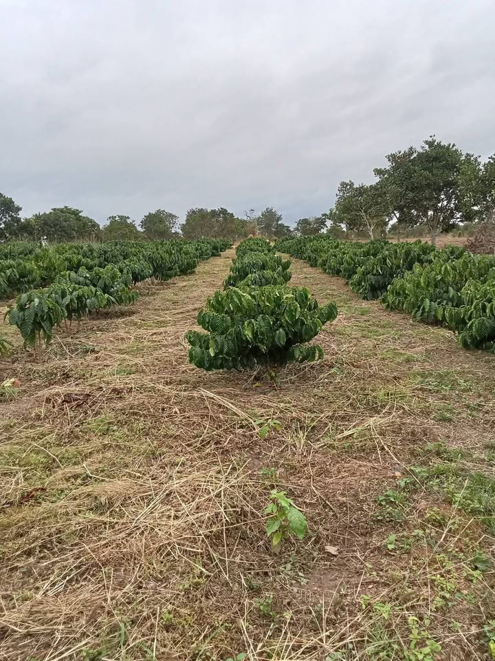 Đất Farm 1ha tại Cư M'lan, Ea Súp chỉ 350 triệu - Đầu tư sinh lời ngay!