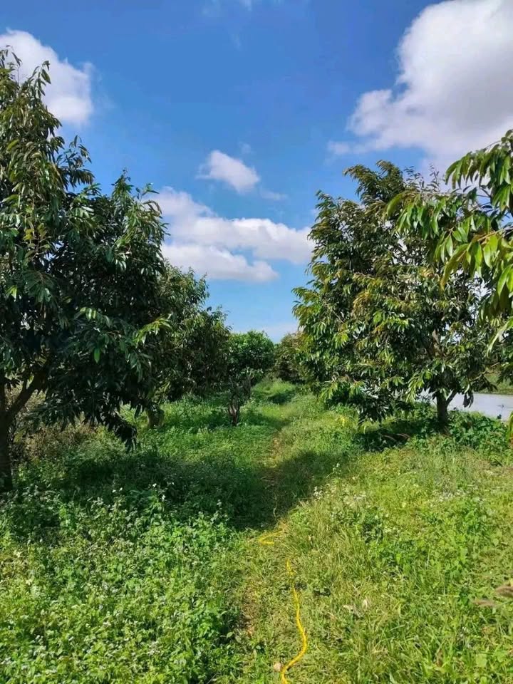 Đất nền 24,000m² tại thôn 4, xã Ea Ral, Đắk Lắk - Giá chỉ 10.7 tỷ!