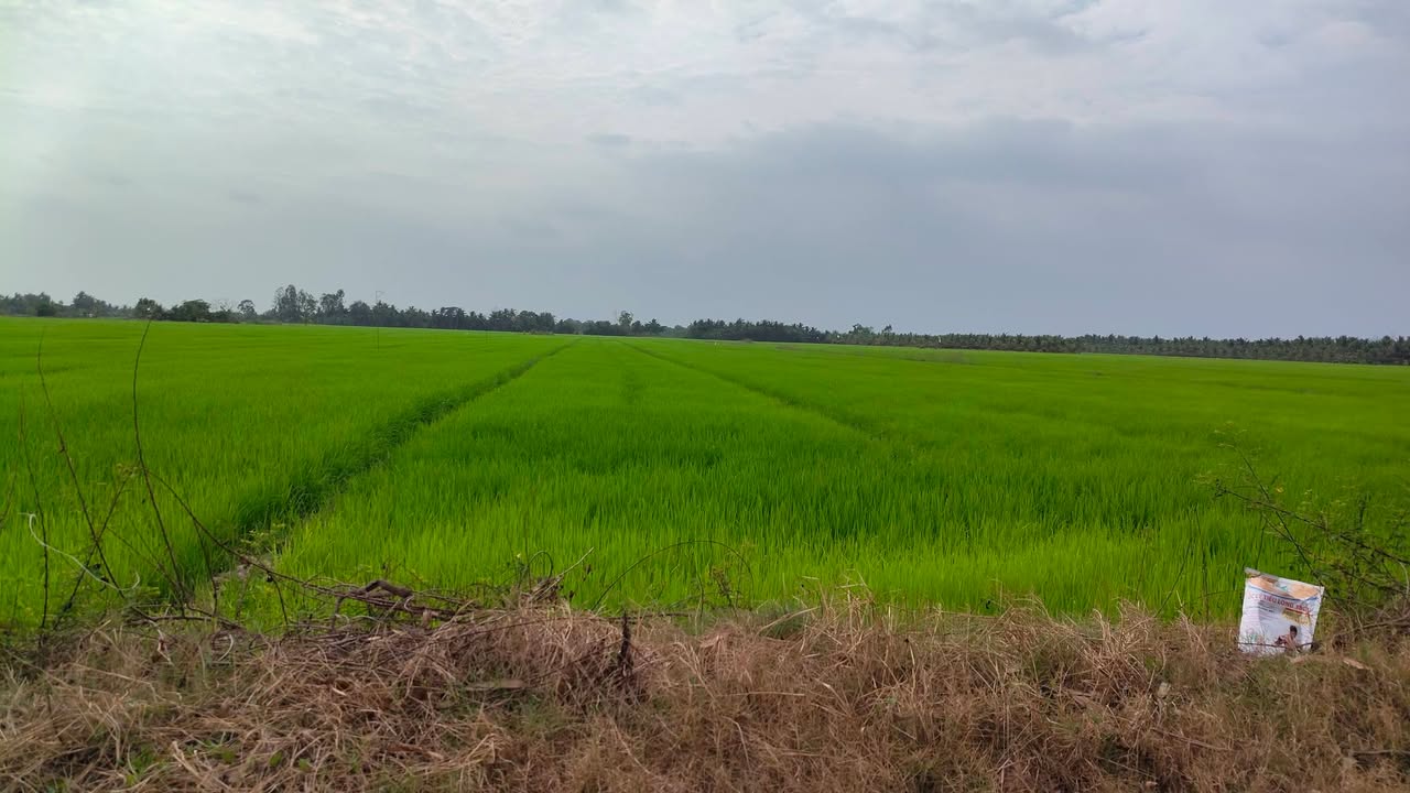 Đất ruộng Mỹ Nhơn, Ba Tri 30.000m² chỉ 380 triệu - Cơ hội đầu tư sinh lời!