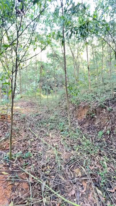 Đất Farm 10ha Nhật Sơn, Kim Bôi - Giá chỉ 3,6 tỷ - Tiềm năng đầu tư lớn!