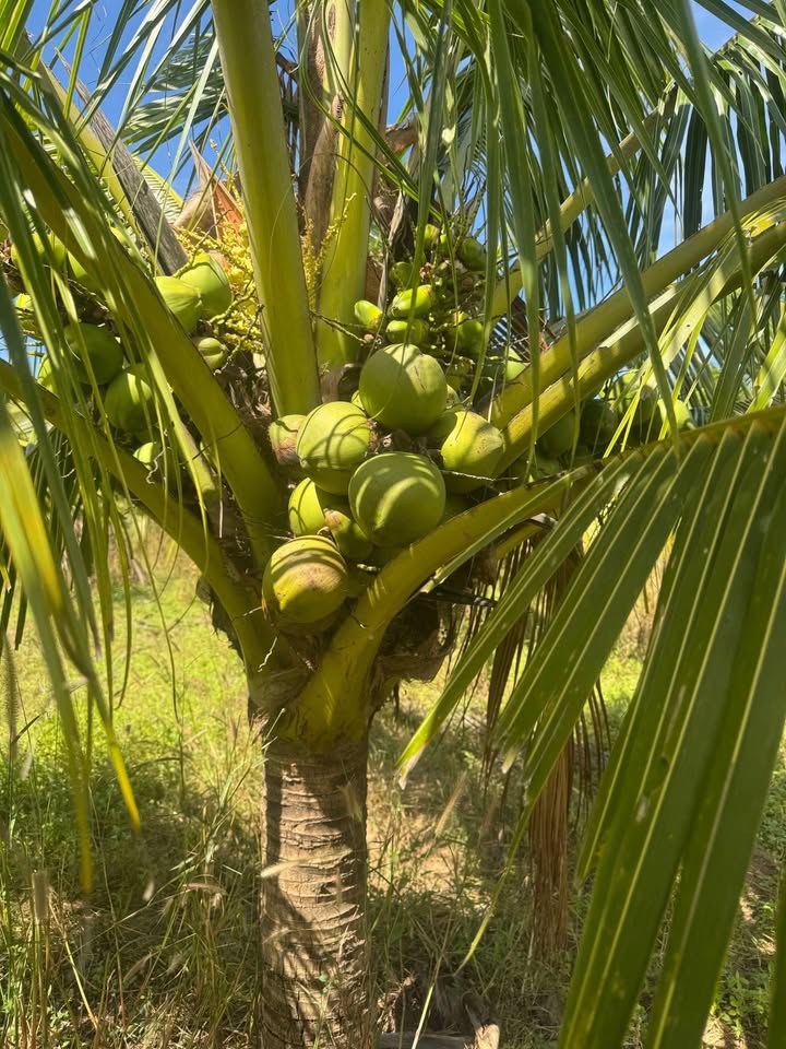 Đất Ninh Sơn 1000m² giá 179 triệu - Cơ hội đầu tư không thể bỏ qua!