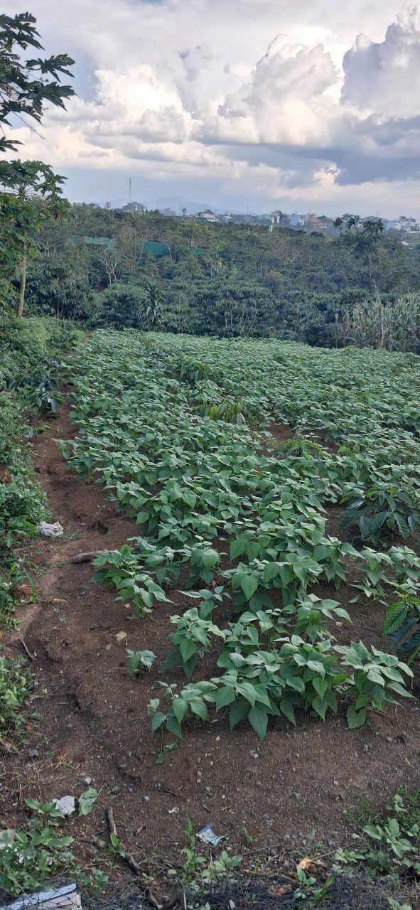 Đất nền Lộc Thắng, Bảo Lâm 135m² giá 750 triệu - Sổ đỏ chính chủ, thương lượng ngay!