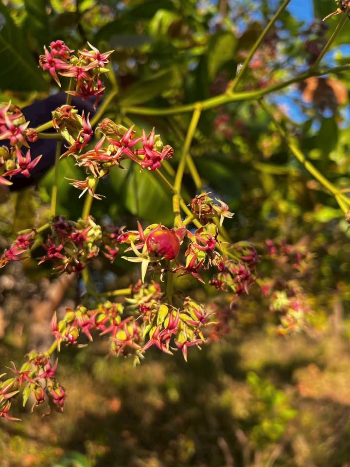 Đất nền Ia Tô, Ia Grai 1ha giá 780 triệu - Sổ đỏ chính chủ, pháp lý rõ ràng!