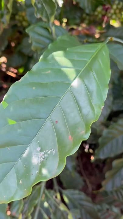 Farm Đan Phượng, Lâm Đồng 21600m² giá 2.5 tỷ - Đầu tư sinh lời tuyệt vời!