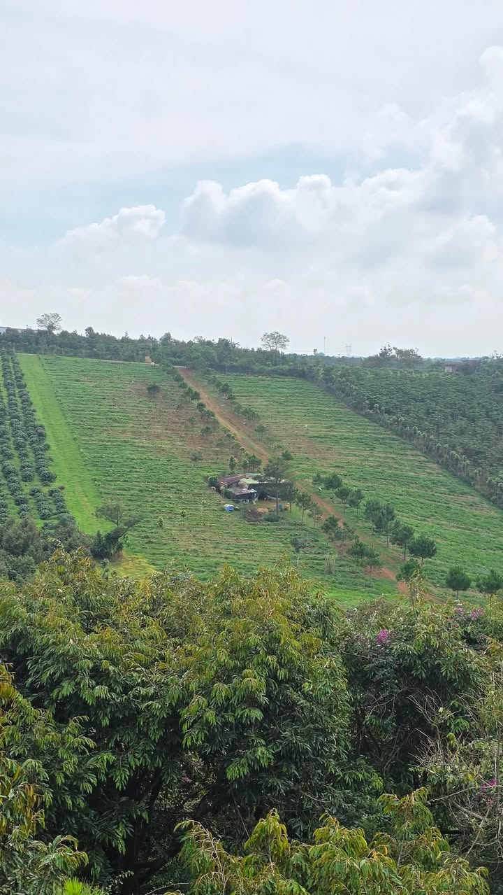 Đất mặt tiền Nguyễn Trãi, P2 Bảo Lộc, 30.000m² giá 32 tỷ - Cơ hội đầu tư hiếm có!