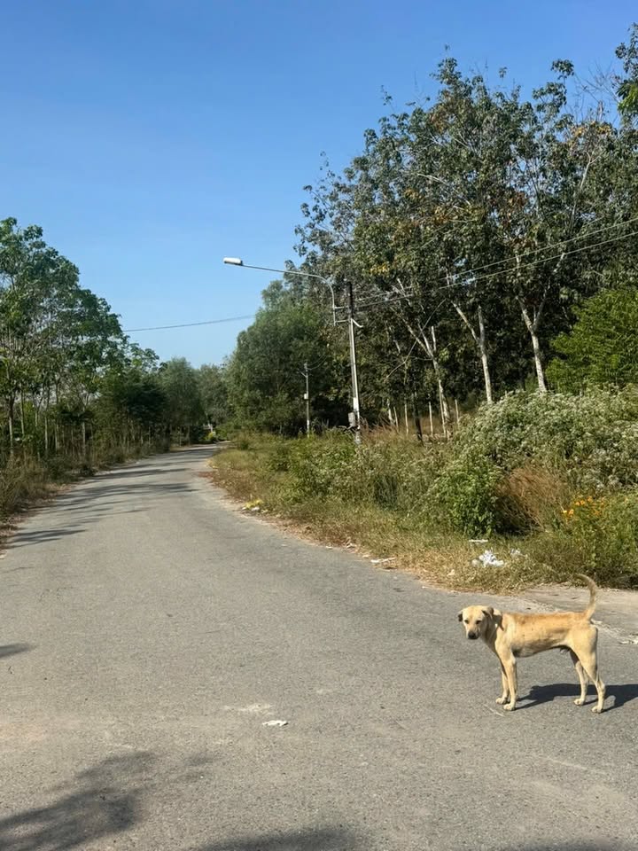 Đất thổ cư Bàu Bàng 350m² giá 850 triệu - Dọn vào ở ngay!