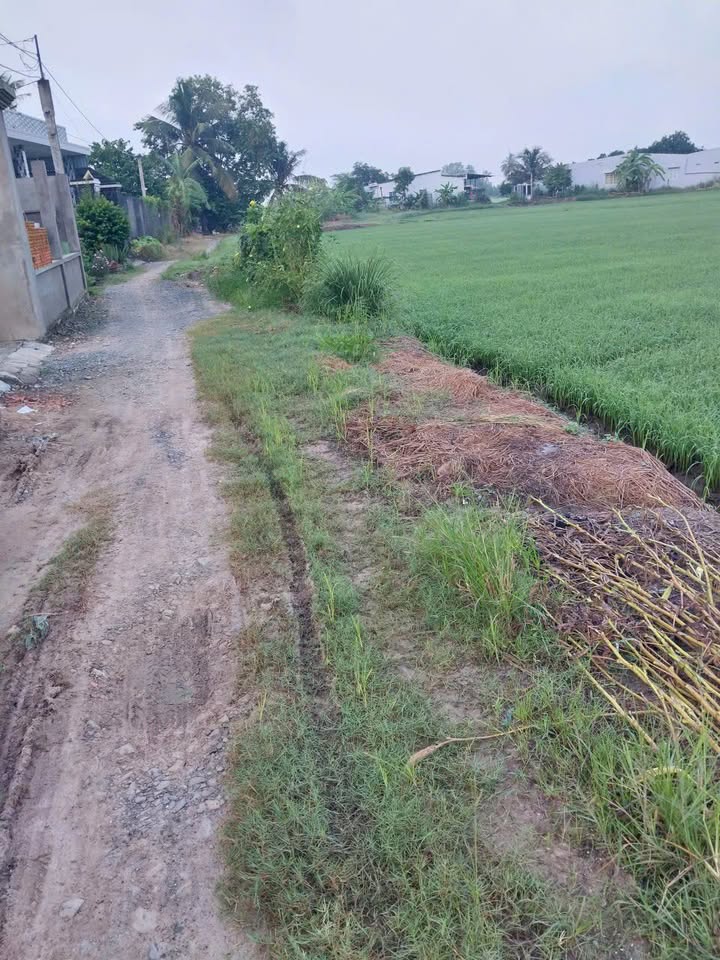 Đất vườn xã Bình An, Thủ Thừa 1000m² chỉ 599 triệu - Cơ hội đầu tư tuyệt vời!