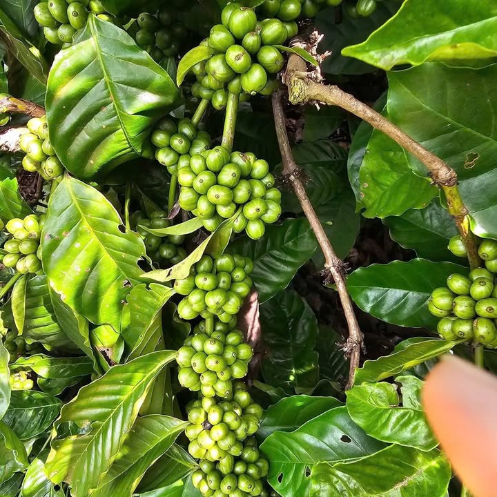 Đất 3 xào Khánh Xuân, Buôn Ma Thuột - 1.65 tỷ, 2 mặt tiền ô tô thoải mái!