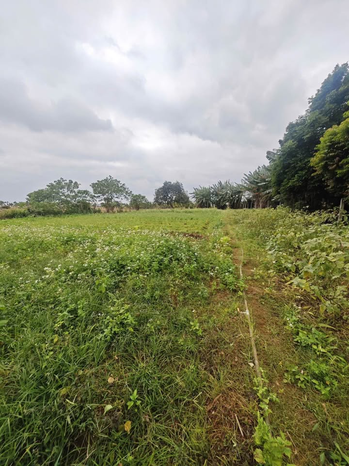 Đất nền Cư Êbur Buôn Ma Thuột 1800m² giá 5.5 tỷ - Cơ hội đầu tư hiếm có!