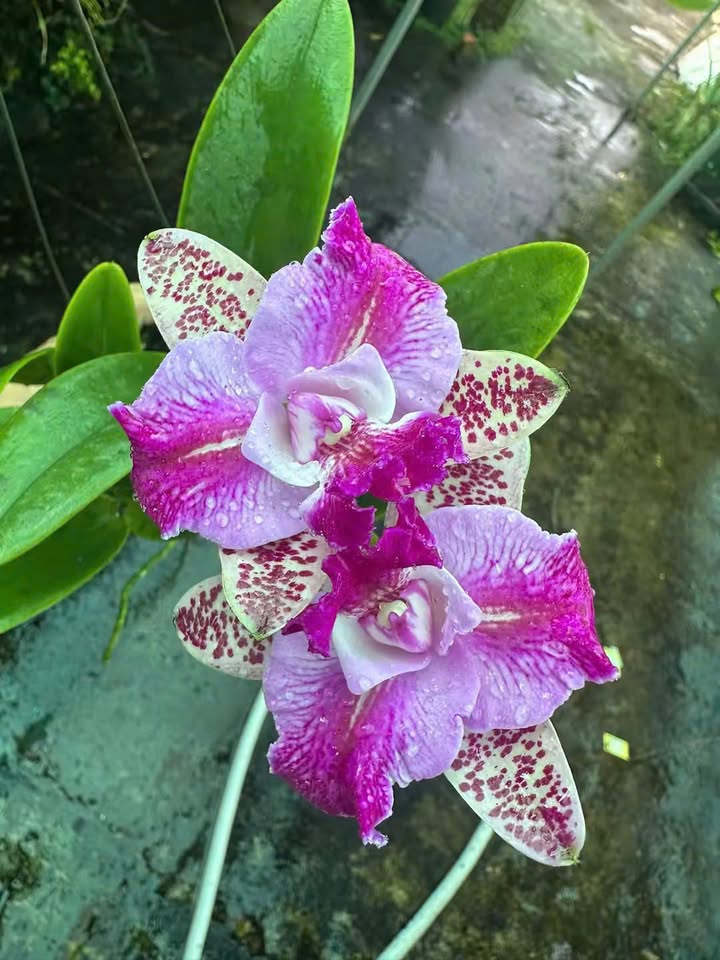 Căn hộ A&T Sky Garden 73.5m² giá 2.579 tỷ - Cơ hội an cư lý tưởng!