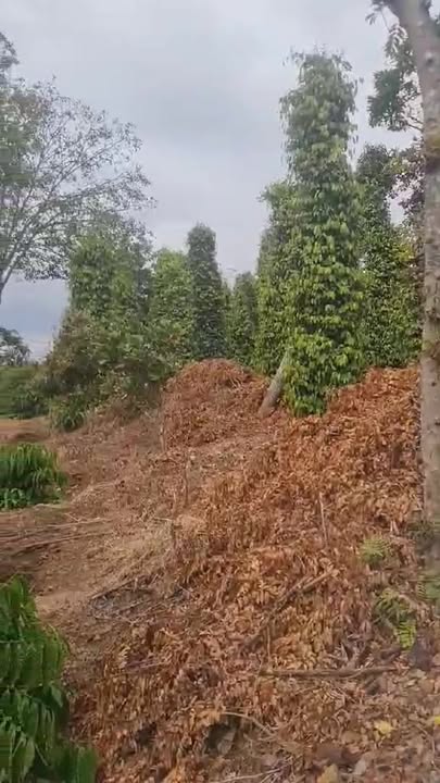 Đất nông nghiệp Tân Hòa Buôn Đôn 1680m² - Cơ hội đầu tư hấp dẫn!