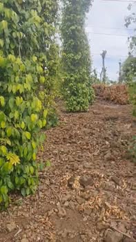 Đất Farm 4,2 sào Tân Hòa Quốc Oai - Đầy đủ tiện ích chỉ 600 triệu!