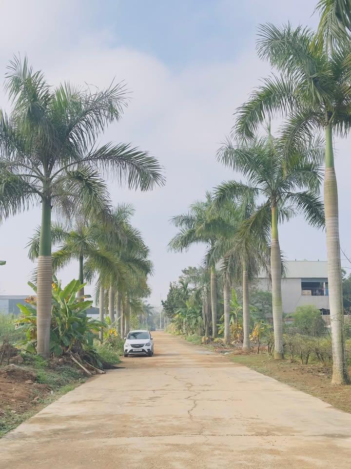 Đất nền Tiên Kiên Lâm Thao 157m² giá 1.6 tỷ - Vị trí đắc địa, giao thông thuận lợi!