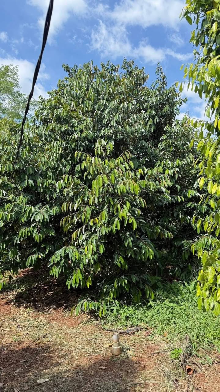 Farm Sầu Riêng tại Thôn Cây Xoài, Ia Hla 7000m² giá 2.3 tỷ - Đầu tư sinh lời ngay!