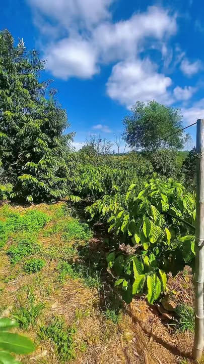 Đất nông nghiệp 2.45ha tại Ia Kênh, Pleiku - Giá chỉ 612.5 triệu - Cơ hội đầu tư hấp dẫn!