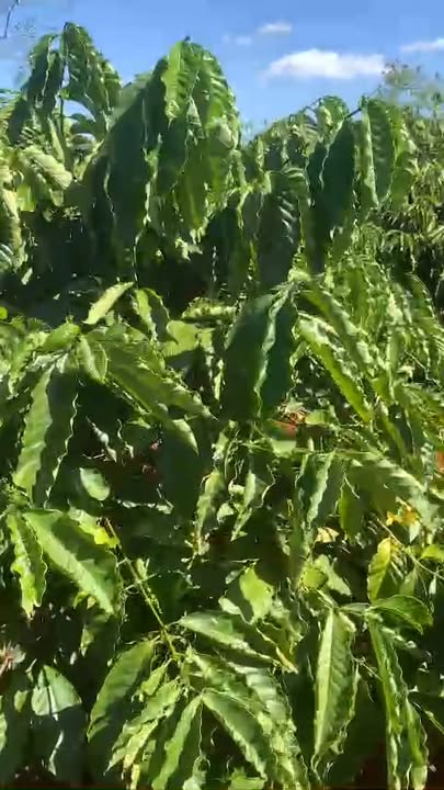 Đất nông nghiệp Ia Nhin Chư Păh 32.000m² giá 1.6 tỷ - Chính chủ sẵn sàng giao dịch!