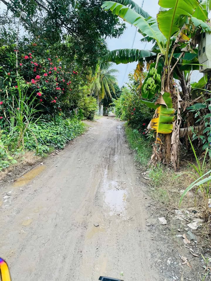 Đất Ô Rẫy Xã Tân Thạnh, H. Thanh Bình 7300m² giá 730 triệu - Đầu tư sinh lời ngay!