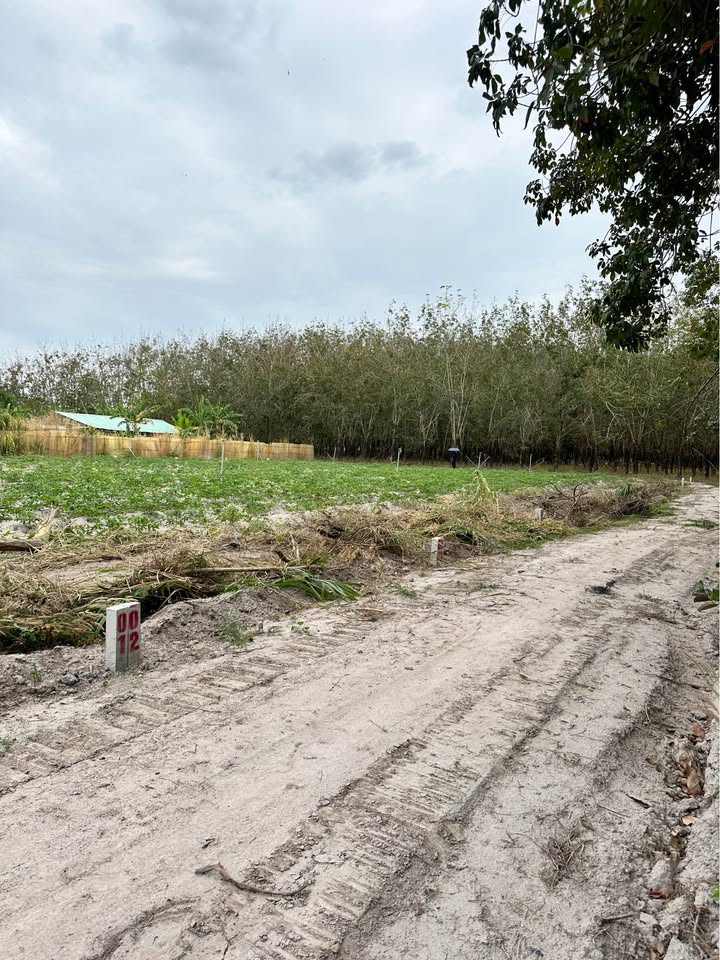 Đất thổ cư 160m² Thạnh Bình Tây Ninh giá chỉ 169 triệu - Cơ hội đầu tư tuyệt vời!