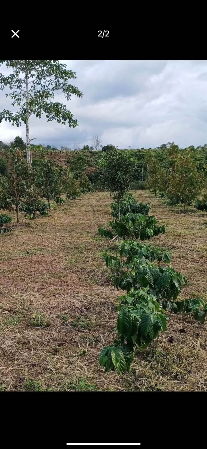 Đất Lộc Bắc Bảo Lâm 3300m² giá 999 triệu - Sổ hồng đầy đủ, ô tô vào tận nơi!