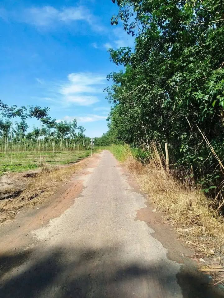 Đất nền 10.000m² tại Tân Biên, Tây Ninh - Giá chỉ 1.3 tỷ, ô tô vào tận nơi!