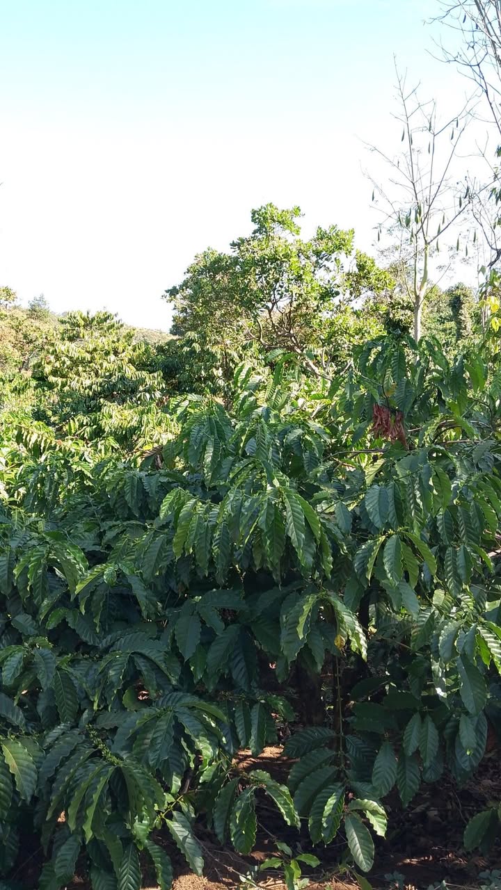 Cho thuê farm 8 sào tại Kiến Thành, Đắk R'Lấp - Giá 350 triệu/năm