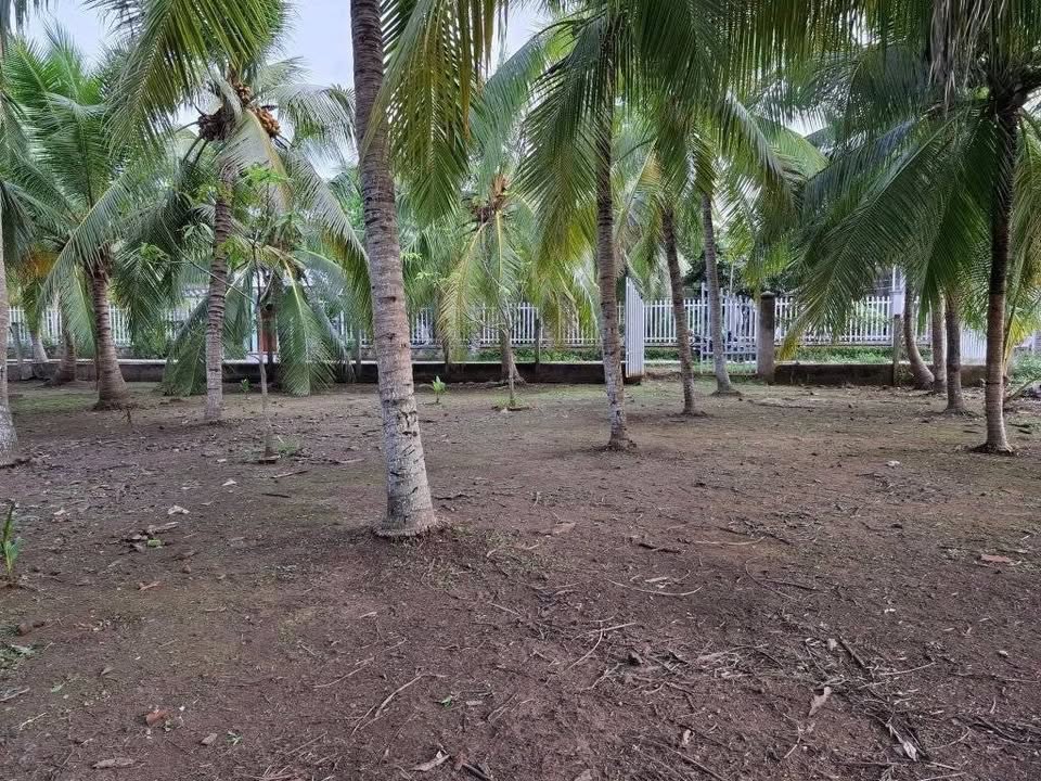 Đất nền Mỏ Cày Nam Bến Tre 45000m² giá 4.5 tỷ - Cần bán gấp lấy tiền sài Tết!