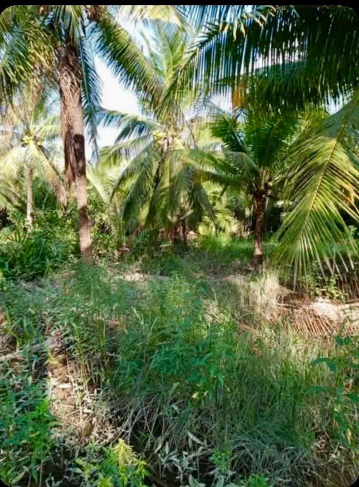 Đất nền An Thới Mỏ Cày Bắc 2000m² giá chỉ 350 triệu - Cơ hội đầu tư tuyệt vời!