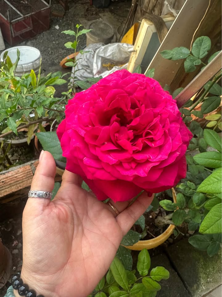 Bán đất thổ cư hẻm 850 đường 30/4, Phường 11, Vũng Tàu 86.7m² - Vị trí đẹp, giá tốt!