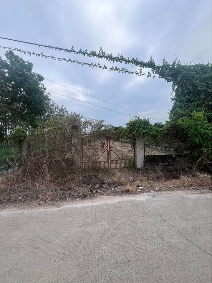 Đất nền An Nhơn Tây Củ Chi 1000m² giá 2.6 tỷ - Đầu tư sinh lời ngay!