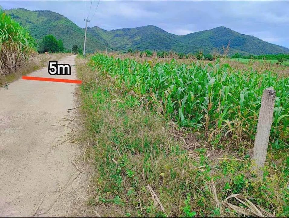 Đất thổ cư Thôn 3, xã Ninh Thượng 1288m² giá 315 triệu - Sổ hồng chính chủ!