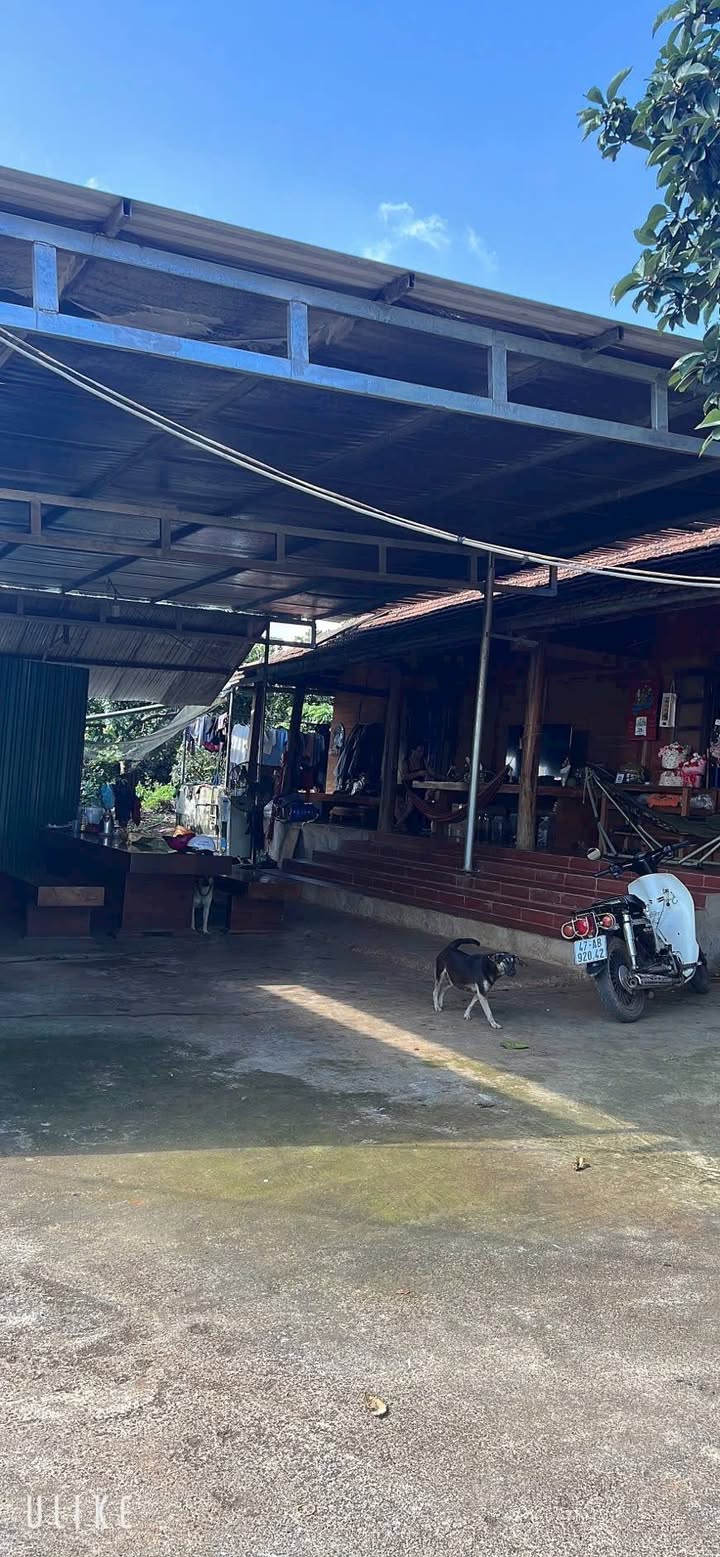 Farm 5,4ha tại Xã Ea Nuôi, Buôn Đôn giá 6.48 tỷ - Đầu tư sinh lời hấp dẫn!