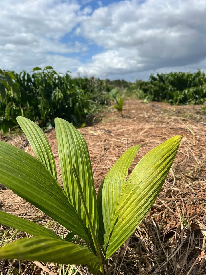 Đất Farm 7000m² tại Ea Nuôl, Buôn Đôn - Giá chỉ 1.999 tỷ - Tiềm năng đầu tư lớn!