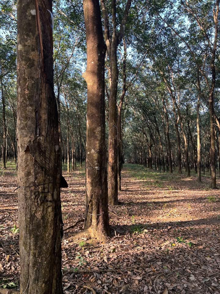 Đất Farm Bù Đốp 1ha giá 9.13 tỷ - Đang thu hoạch cao su mạnh!