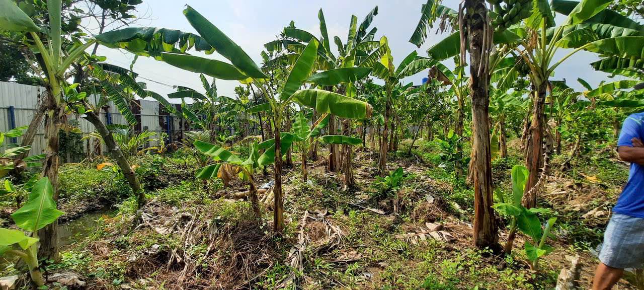 Đất Nông Nghiệp 1000m² tại Thạnh Xuân, Quận 12 - Giá chỉ 5 tỷ thương lượng!