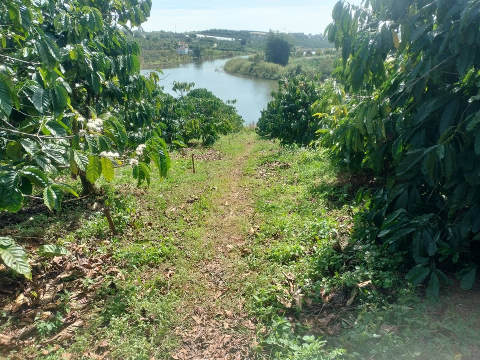 Đất nền Phúc Thọ Lâm Hà 1.5ha giá chỉ 1.125 tỷ - Đầu tư sinh lời ngay!