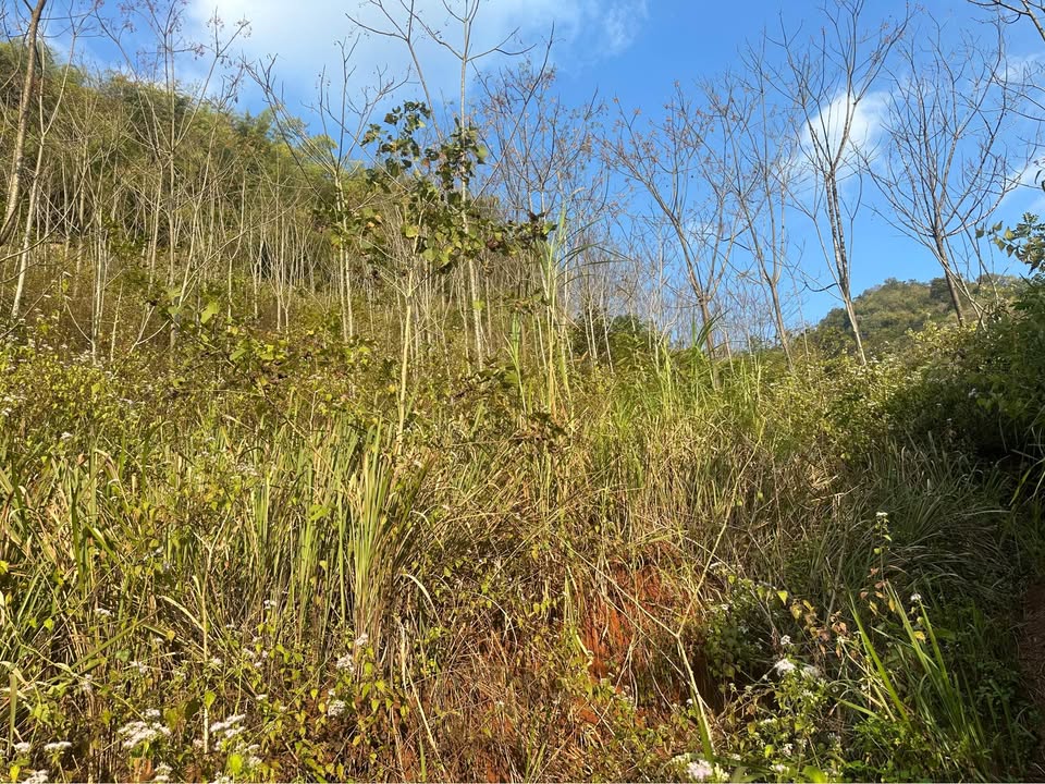 Đất nền Mai Sơn 6000m² giá chỉ 200 triệu - Cơ hội đầu tư không thể bỏ lỡ!