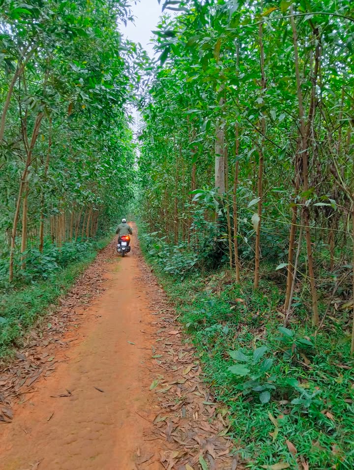 Đất rừng sản xuất Nghĩa Thành 2ha - Cơ hội đầu tư hấp dẫn!