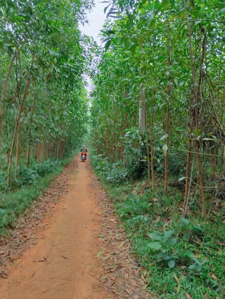 Đất nền Nghĩa Tân 20.000m² giá 20 tỷ - Cơ hội đầu tư hấp dẫn!