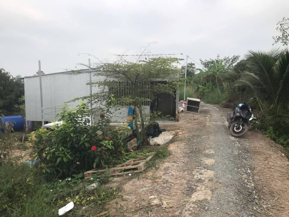 Đất vườn sầu riêng Thái 9000m² tại Mỹ Hội - Giá chỉ 3.42 tỷ, thương lượng!