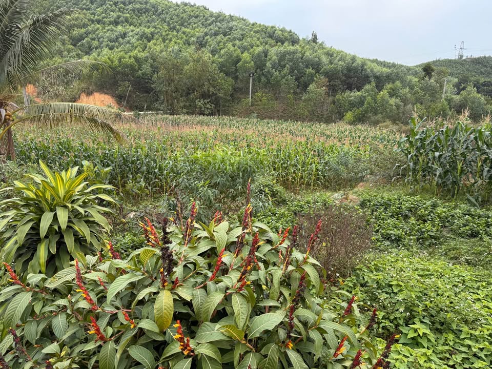 Đất nền Thống Nhất Hạ Long 6000m² giá 6 tỷ - Đường ô tô vào tận nơi!