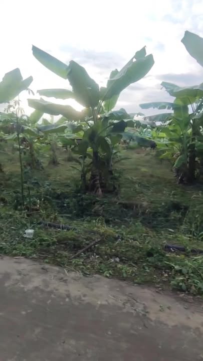 Đất nền xây nhà vườn xã Lang Minh 240m² giá chỉ 650 triệu - Sổ đỏ chính chủ!