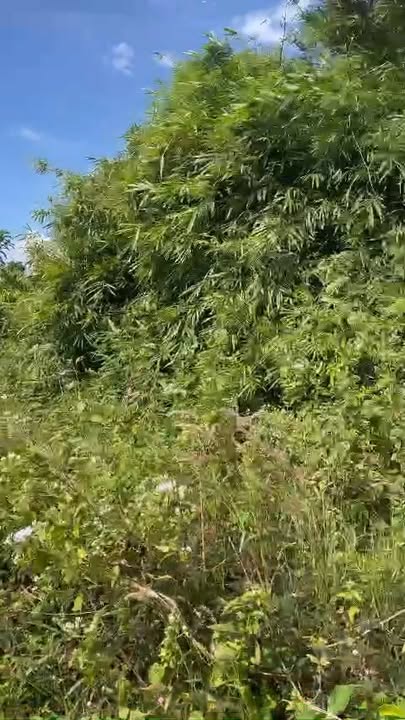 Đất nền 2,3ha tại Ea Khal, Ea H'leo - Giá 1,4 tỷ - Cơ hội đầu tư lý tưởng!