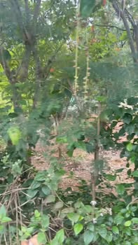 Đất nền Diên Tân 900m² giá 1.65 tỷ - Mặt tiền đường Hương Lộ 62, chính chủ