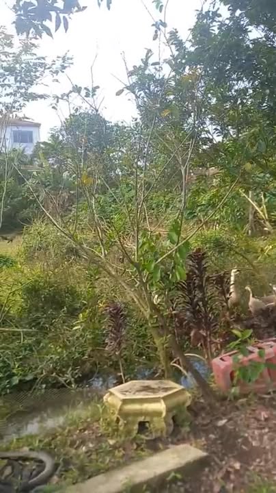 Đất Tân An Cẩm Xuyên 184m² giá thỏa thuận - Cơ hội đầu tư hấp dẫn!