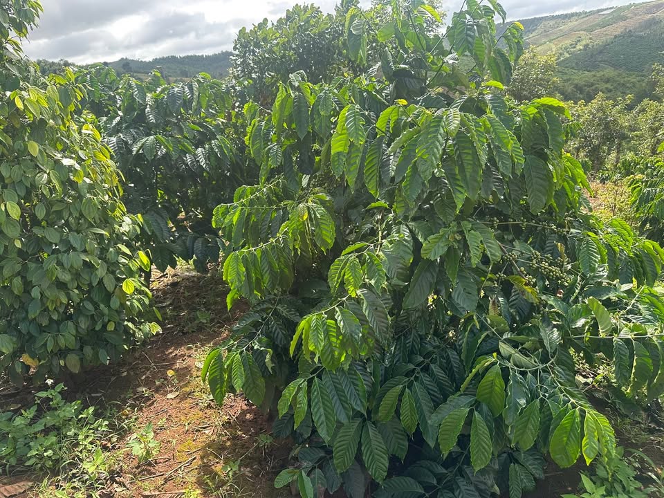 Farm Đạ Rsal 30000m² giá 1.5 tỷ - Cơ hội đầu tư hấp dẫn!