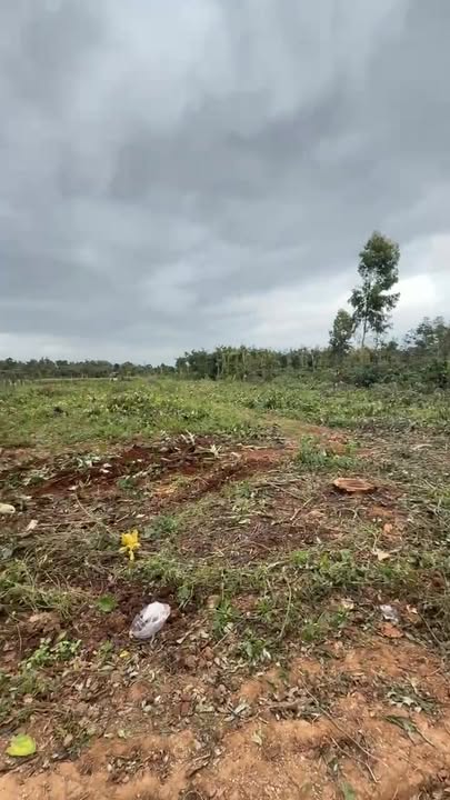 Đất Nông Nghiệp 9000m² tại Cư Kuin, Đắk Lắk - Giá 1.03 tỷ, Tiềm năng phát triển cao!