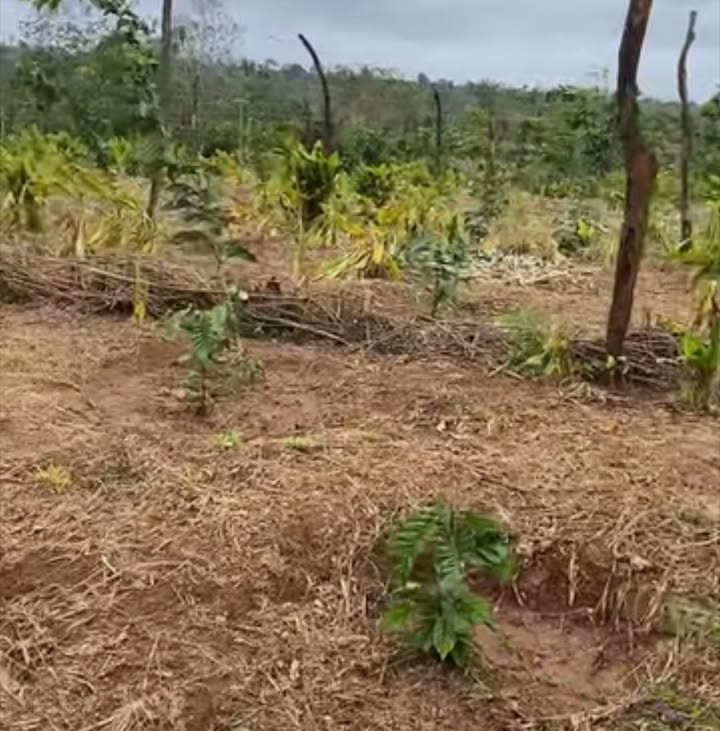 Farm đất 4,5 sào tại Ea Blang, Buôn Hồ - Đầu tư sinh lời với cây cà phê và sầu riêng!