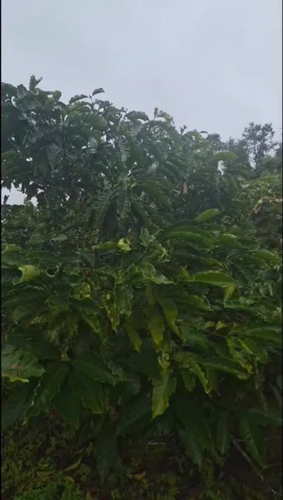 Farm 1ha xã Sơn Lang, Kbang giá 420 triệu - Cơ hội đầu tư hiếm có!