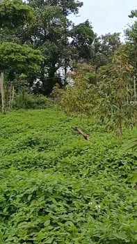 Đất nền Ea H'đing, Cư M'gar 10.000m² giá 1.1 tỷ - Cơ hội đầu tư hấp dẫn!